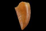 Serrated, Raptor Tooth - Real Dinosaur Tooth #173560-1